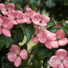 Cornus k. Satomi 15gal 5-6ft Dogwood Tree Pink