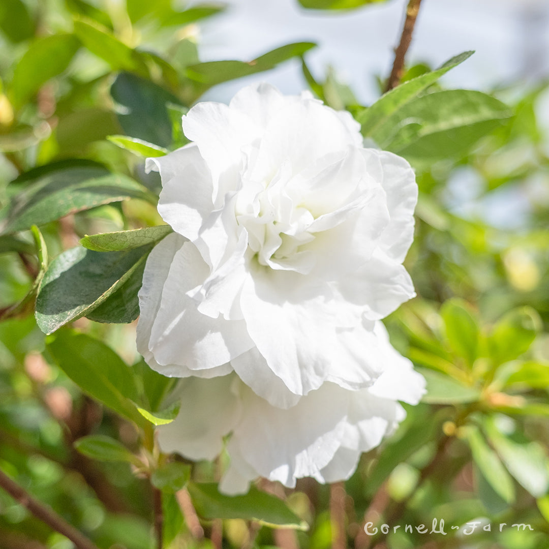 Azalea White Lorna 1gal – Cornell Farm
