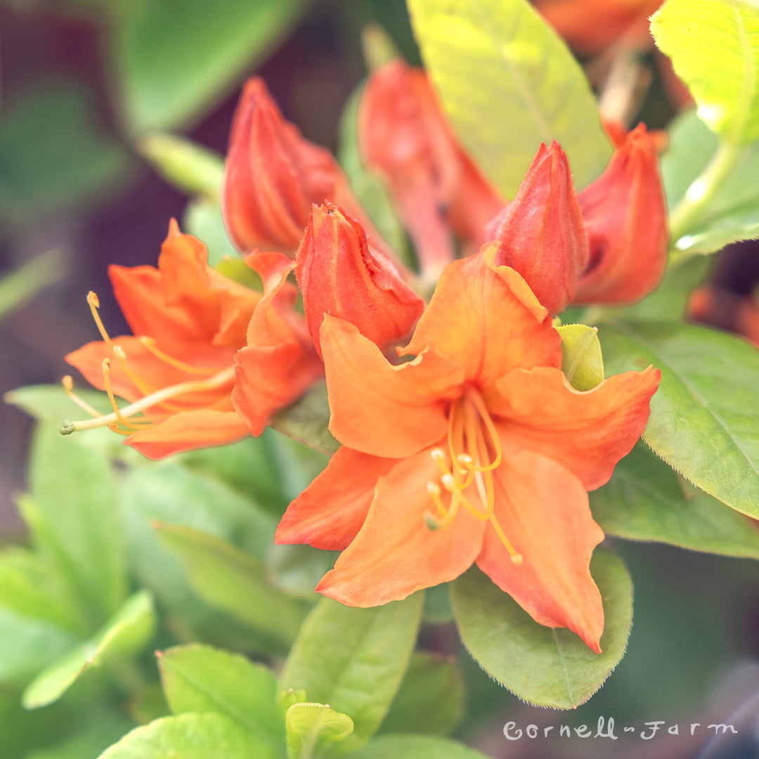 Azalea Mandarin Lights 2gal Deciduous Azalea – Cornell Farm