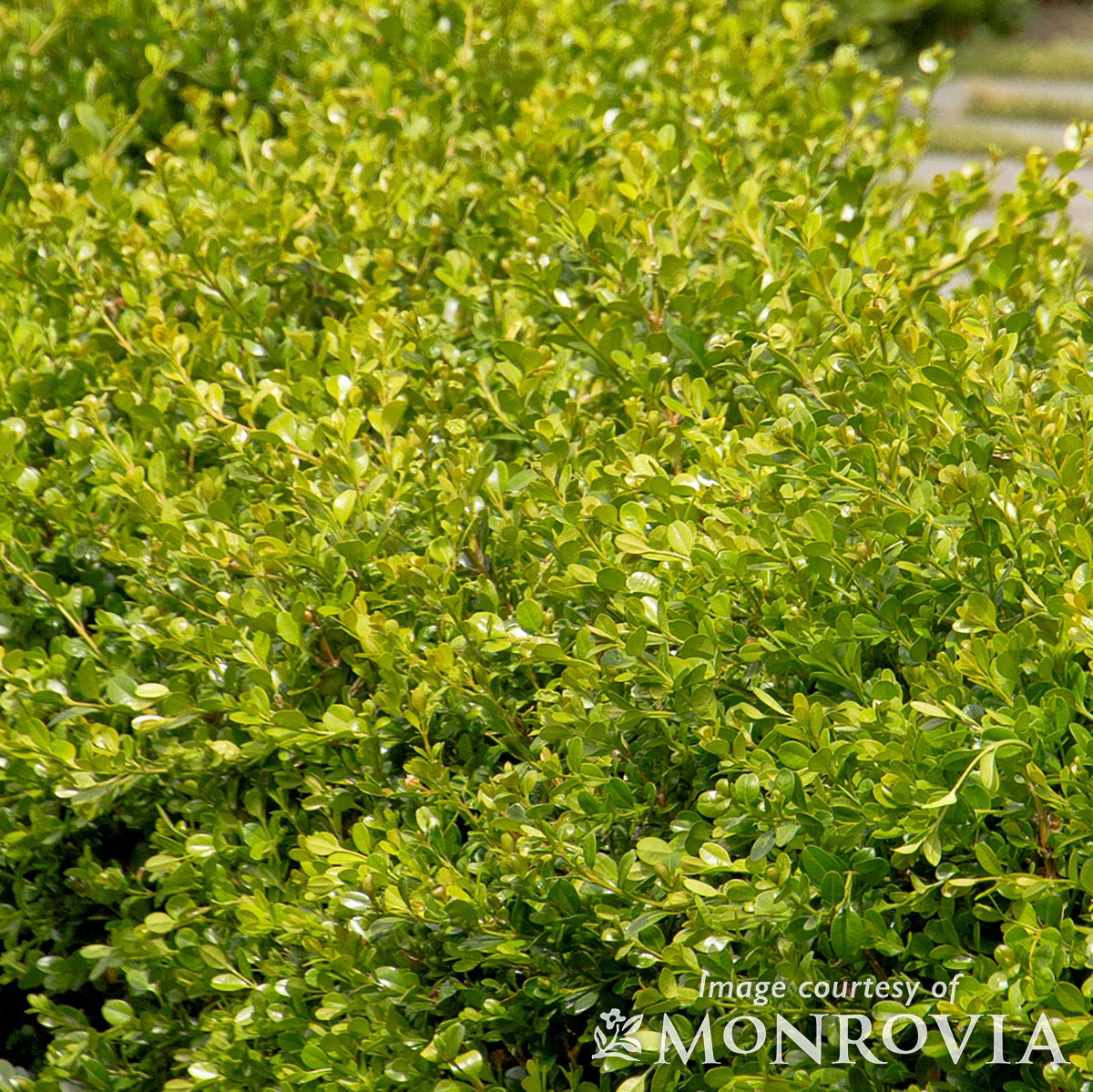 Buxus m. Winter Gem 2gal Boxwood Globe