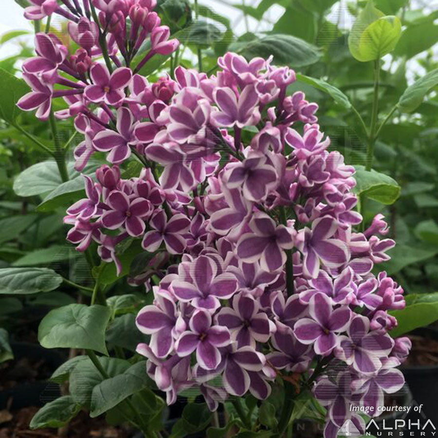 Syringa vulgaris Sensation 2gal Lilac Purple
