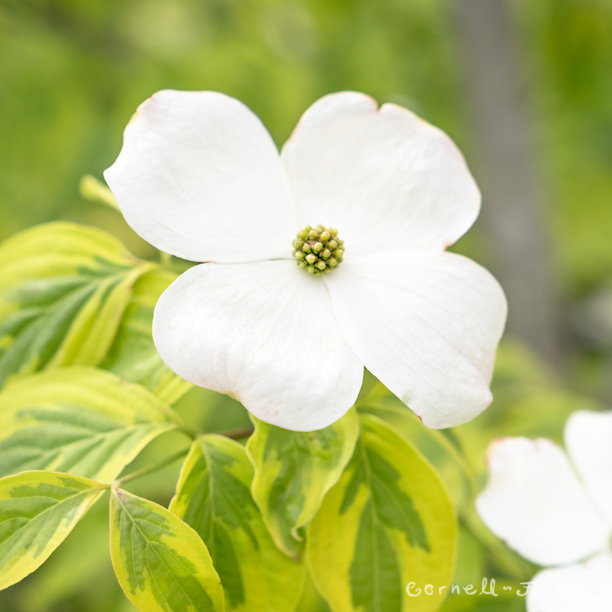 Cornus x rutgersensis Celestial Shadow 15gal Dogwood tree 1.25in