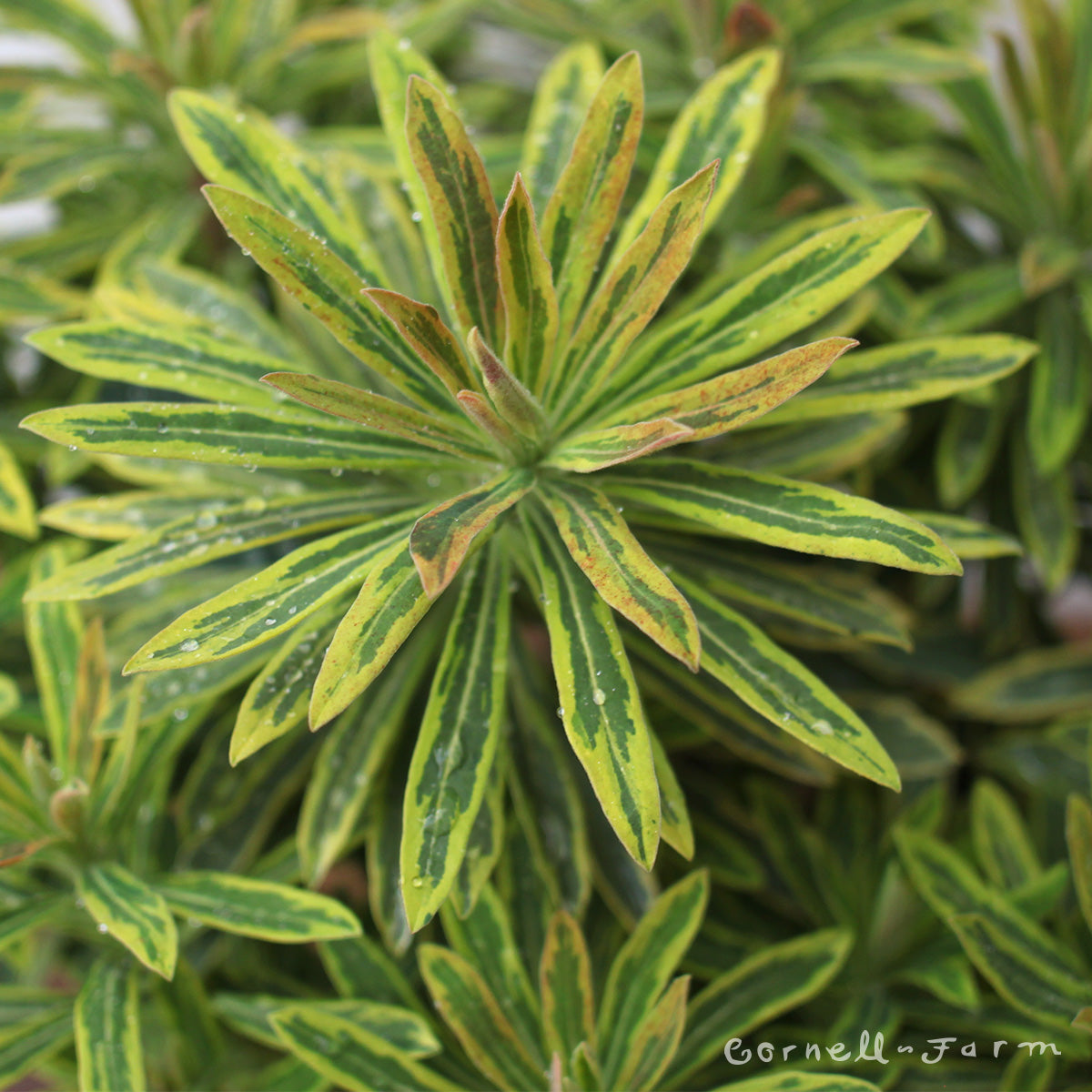 Euphorbia x m. Ascot Rainbow 4in