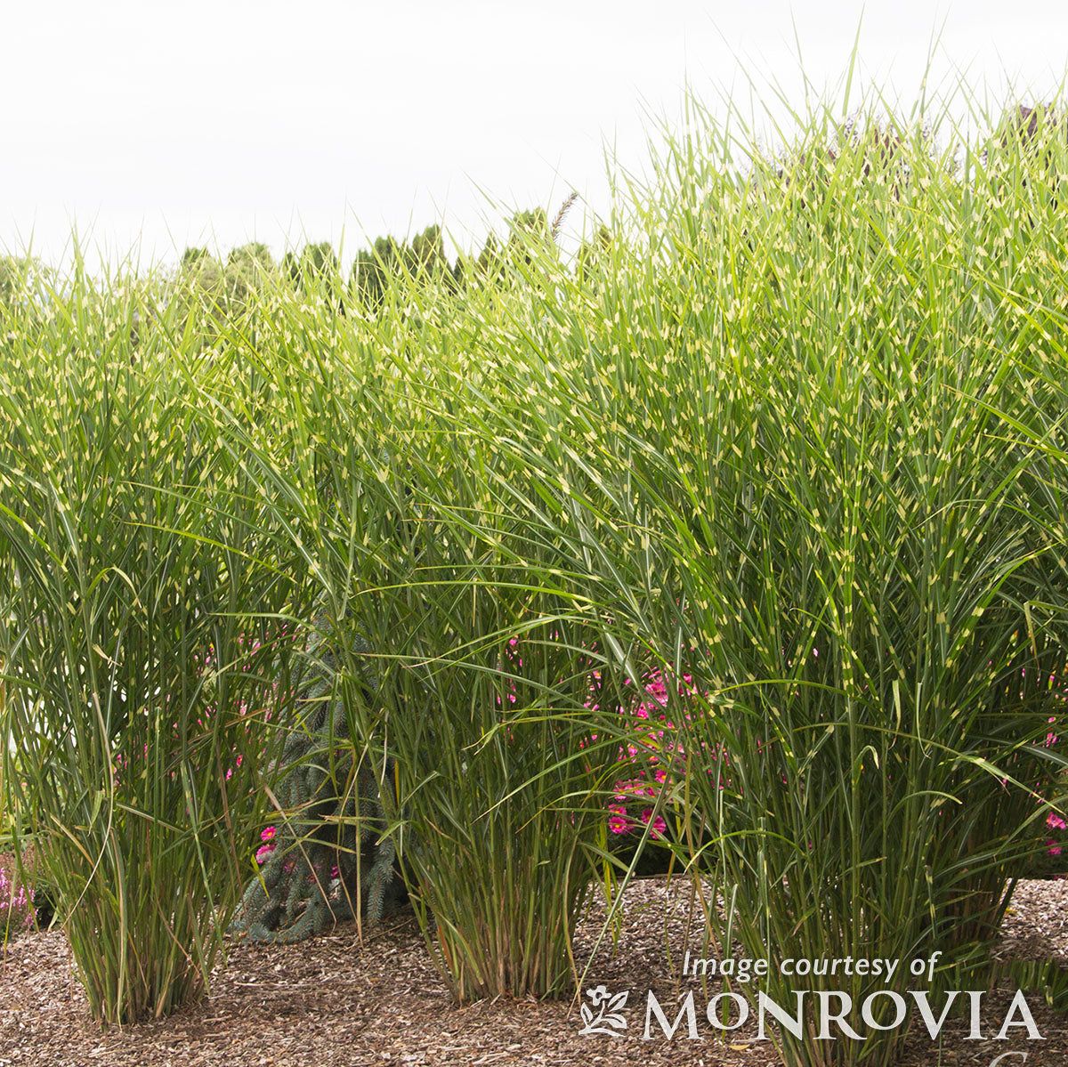 Miscanthus s Strictus 2gal