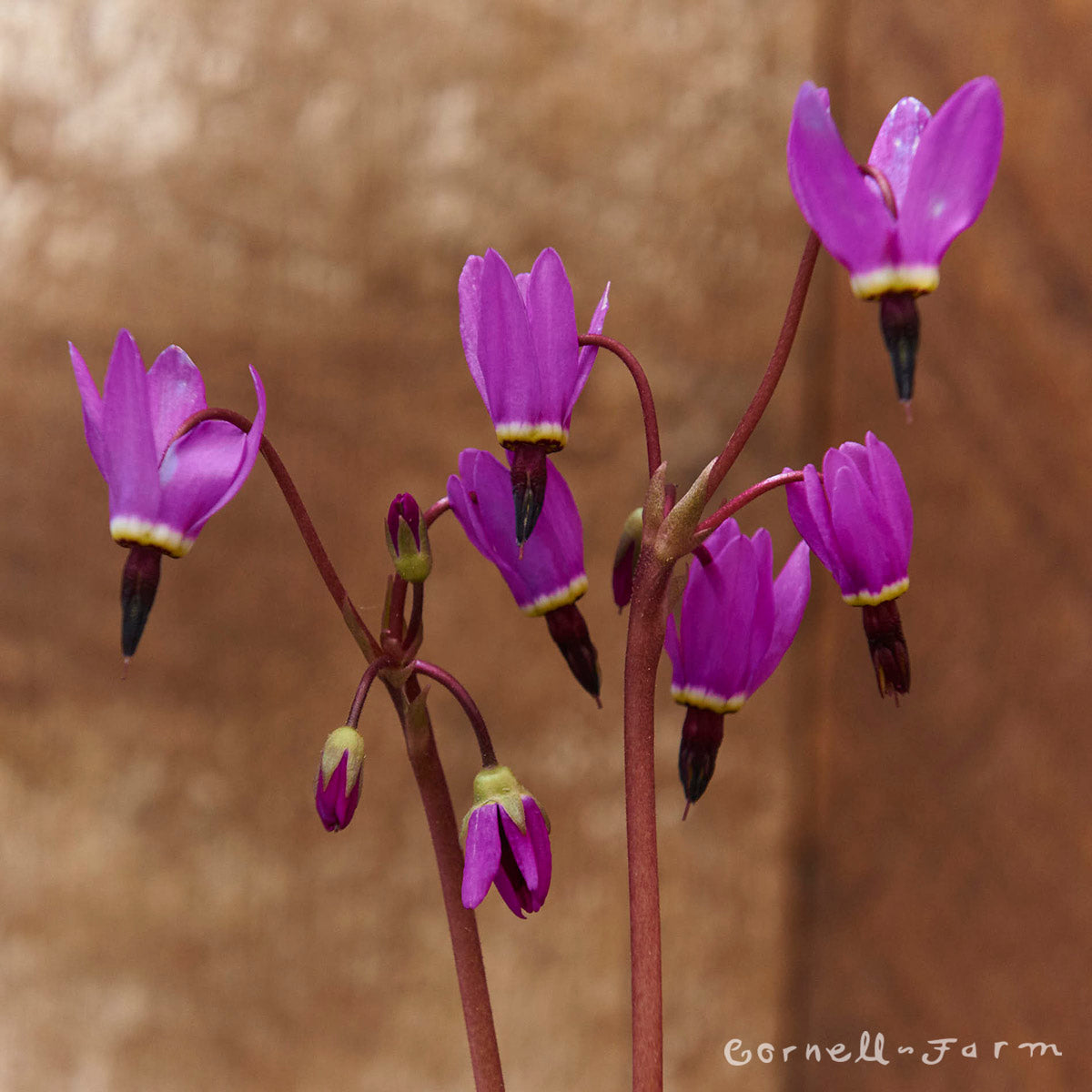 Dodecatheon pulchellum 4in Shooting Star