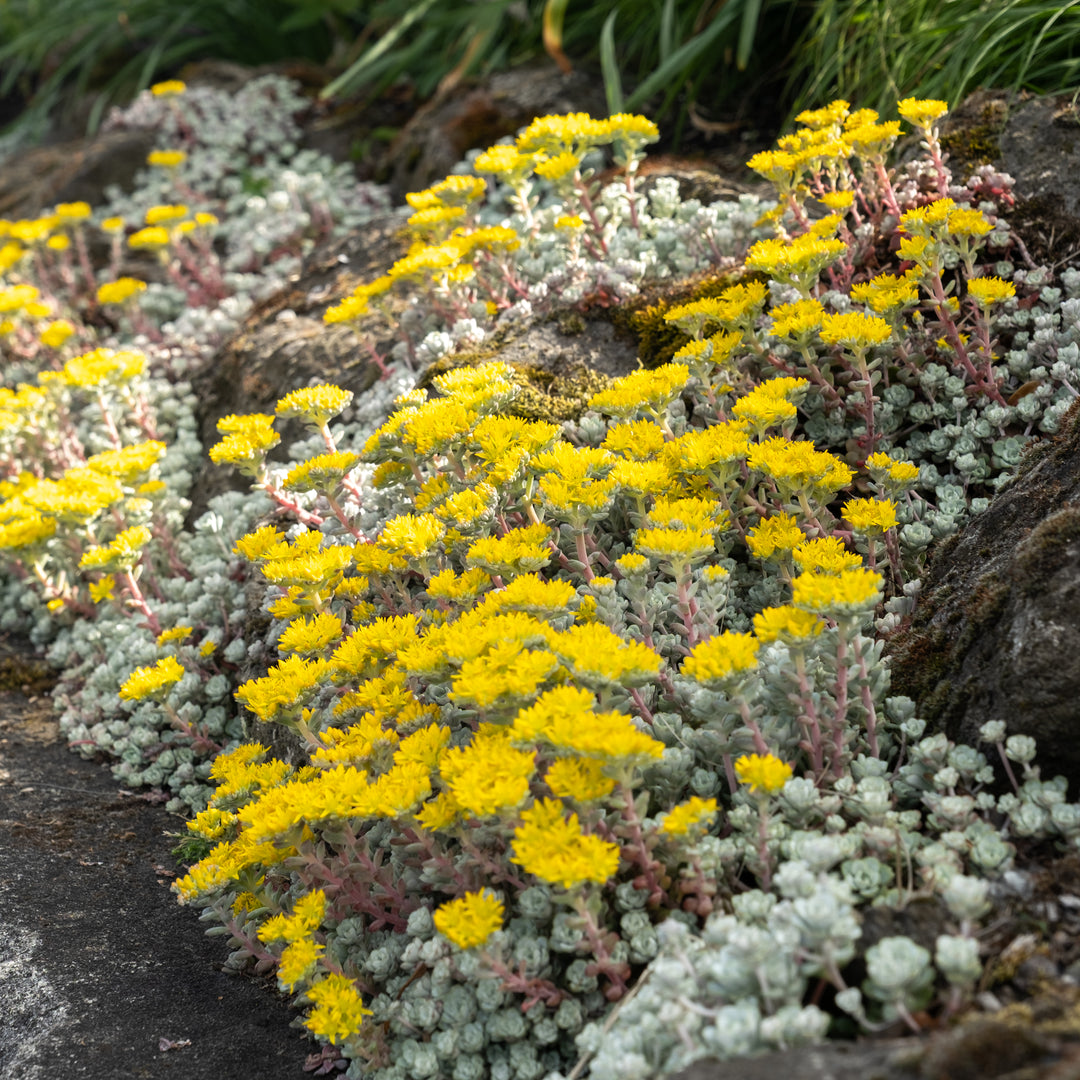 cape blanco succulent Sedum spath Cape Blanco 4in – Cornell Farm