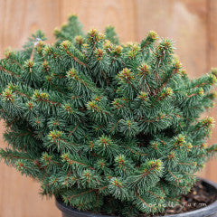Picea a. Lanham's Beehive 1gal Norway Spruce