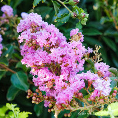 Lagerstroemia Zuni 15gal Crape Myrtle Multitrunk Deep Pink