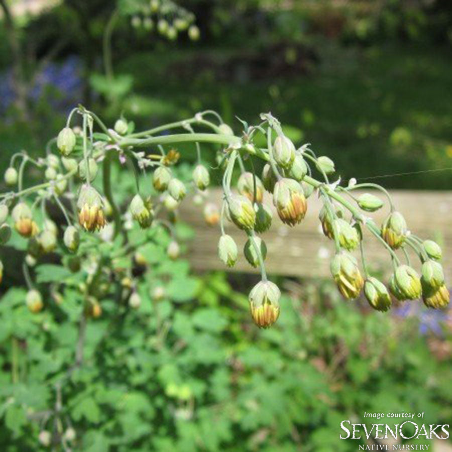 Thalictrum occidentale 1gal Western Meadow Rue