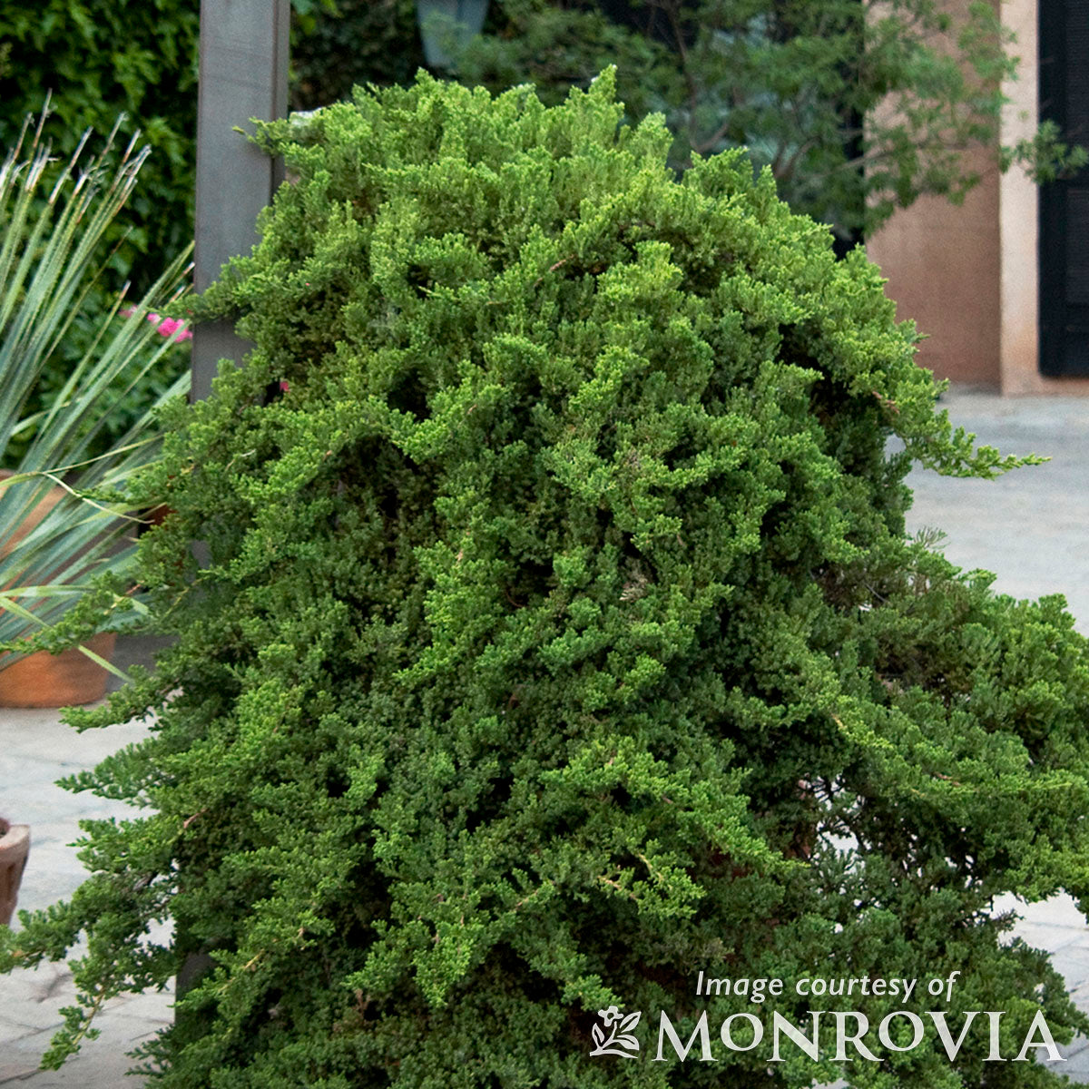 Juniperus procumbens Nana 5gal Staked