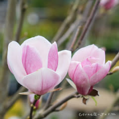 Magnolia s. Rustica Rubra 1-1.25in