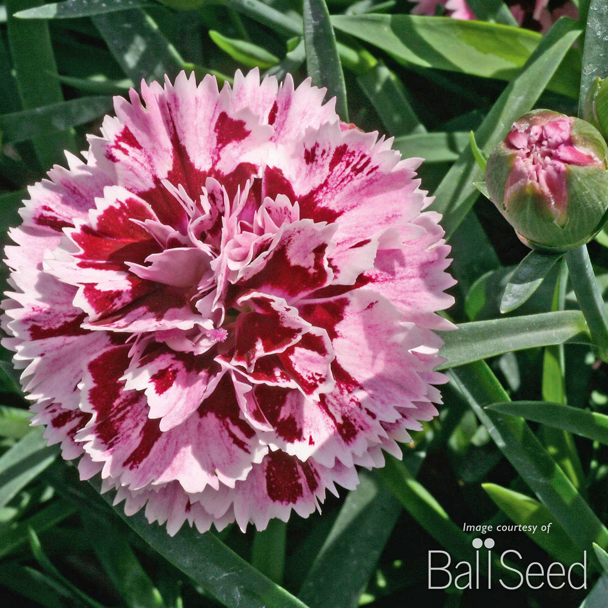 Dianthus Velvet+ White DiaDeur Qrt CF