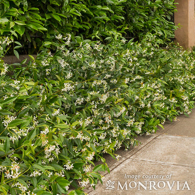 Trachelospermum jasminoides 10gal Trellis Star Jasmine