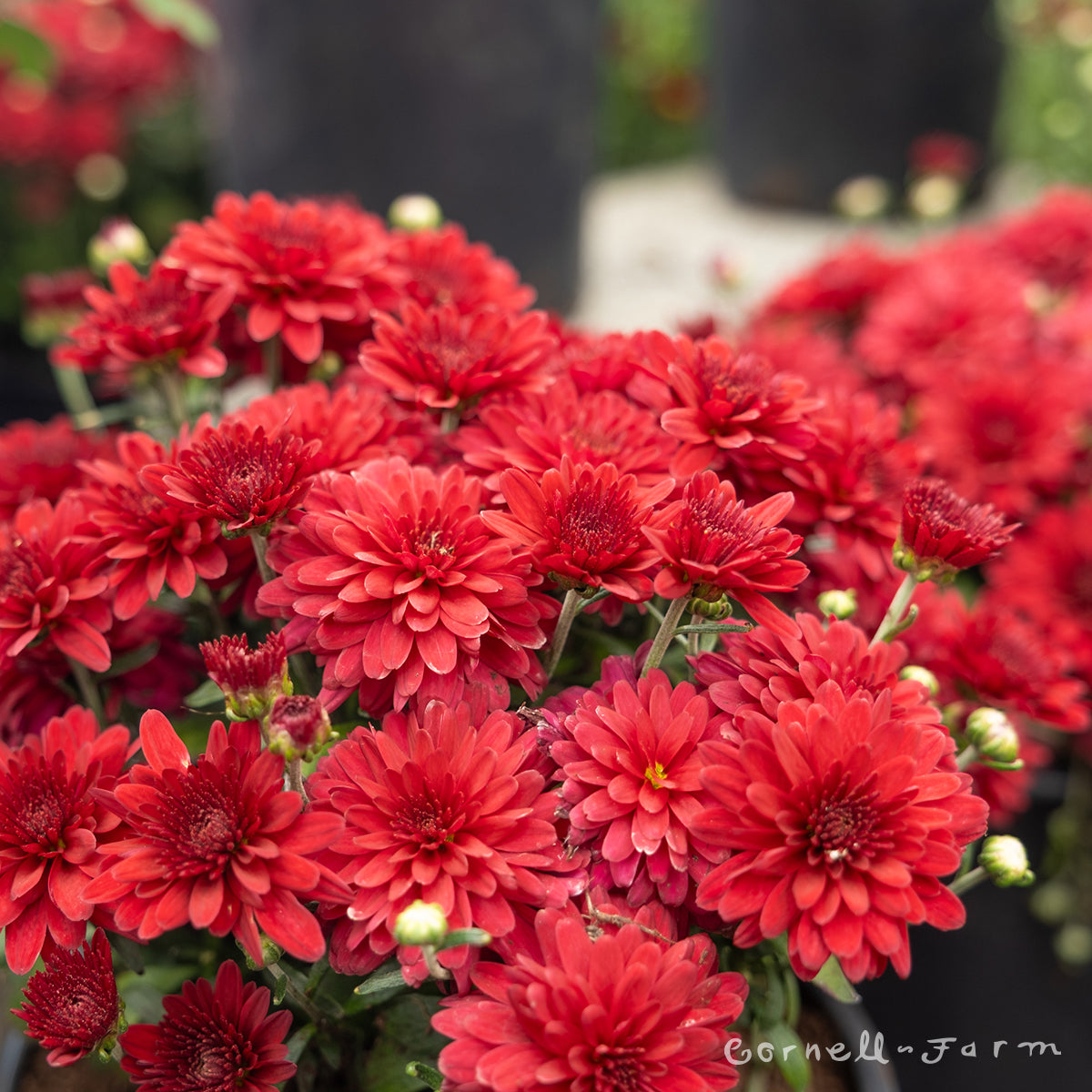 Mums Garden 1gal Red