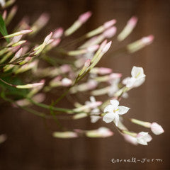 Jasminum polyanthum 1gal Jasmine Pink