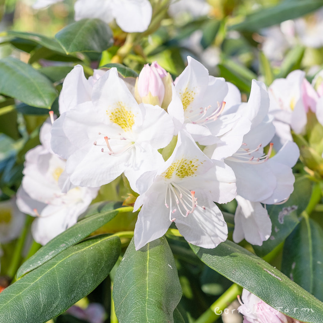 Rhododendron Catawbiense Album 15-18in  Cornell Farm