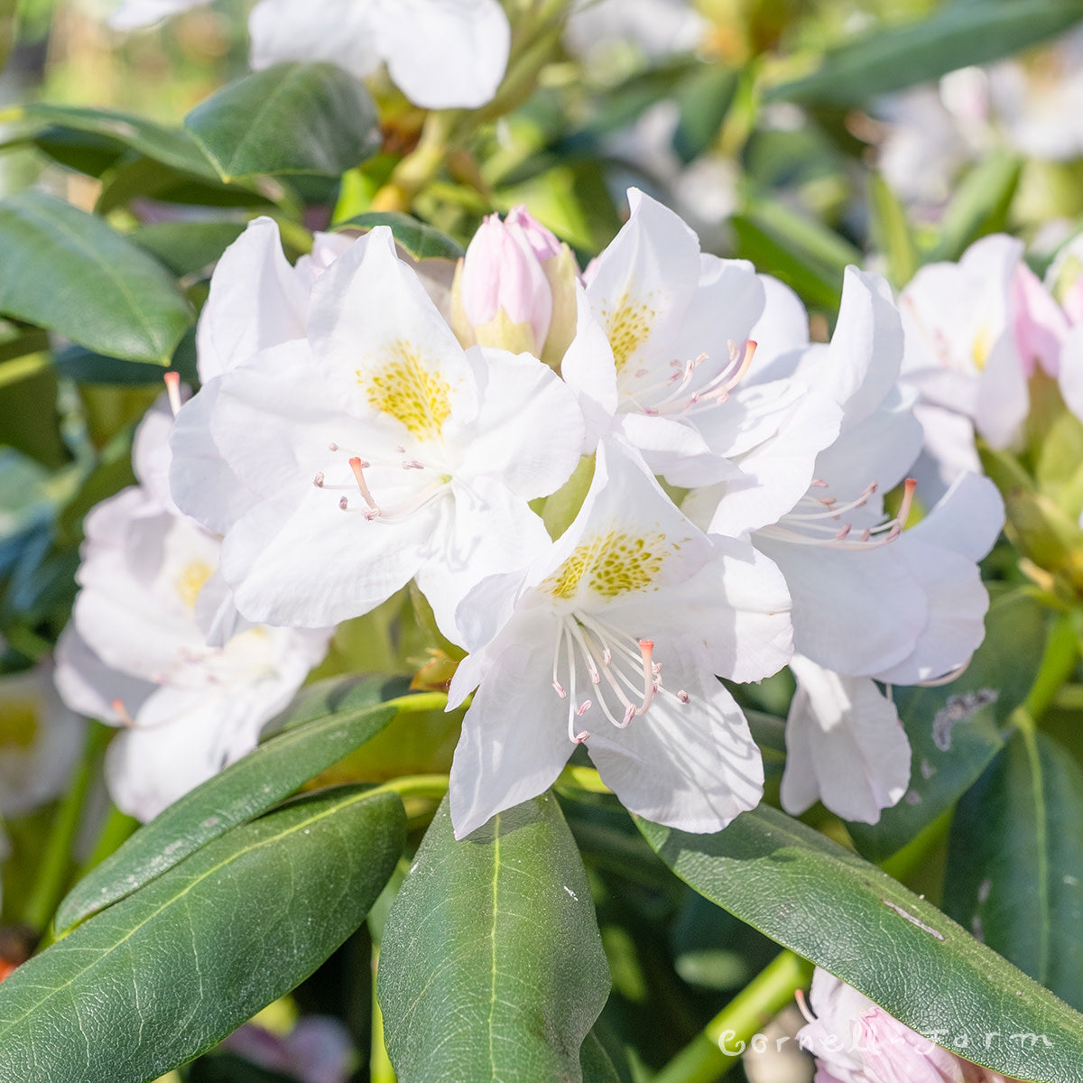 Rhododendron Catawbiense Album 15-18in