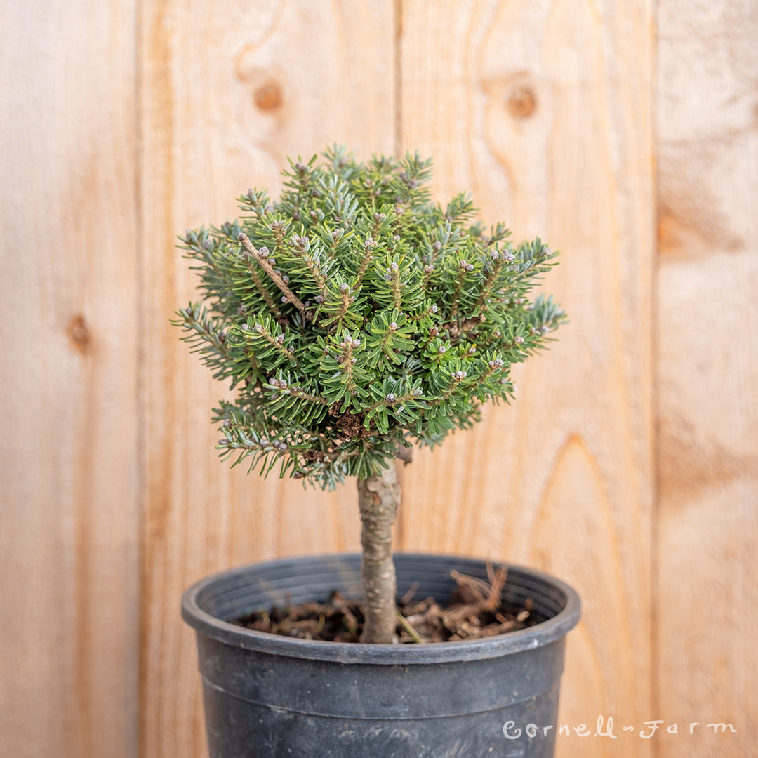 bonsai abies koreana Abies koreana Silber Mavers 1gal Korean Fir