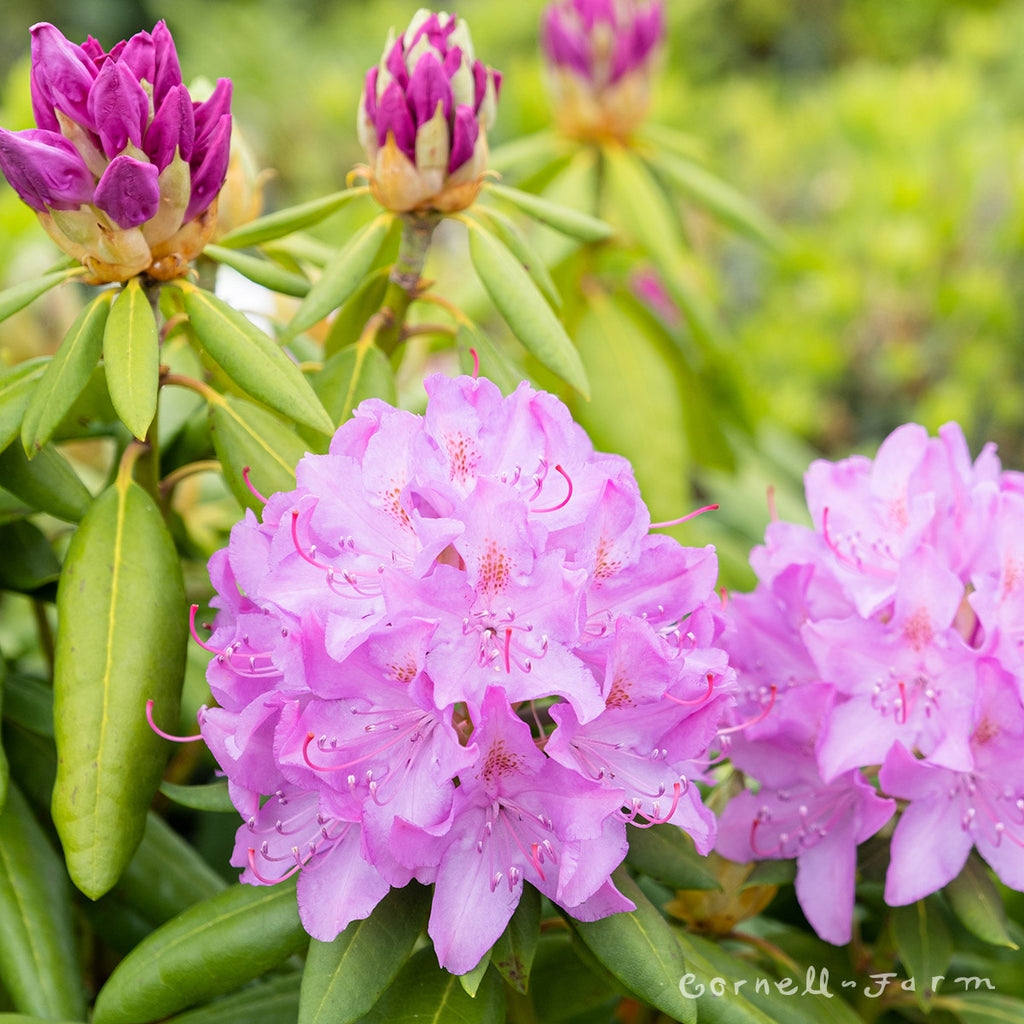 Rhododendron English Roseum 15-18in – Cornell Farm