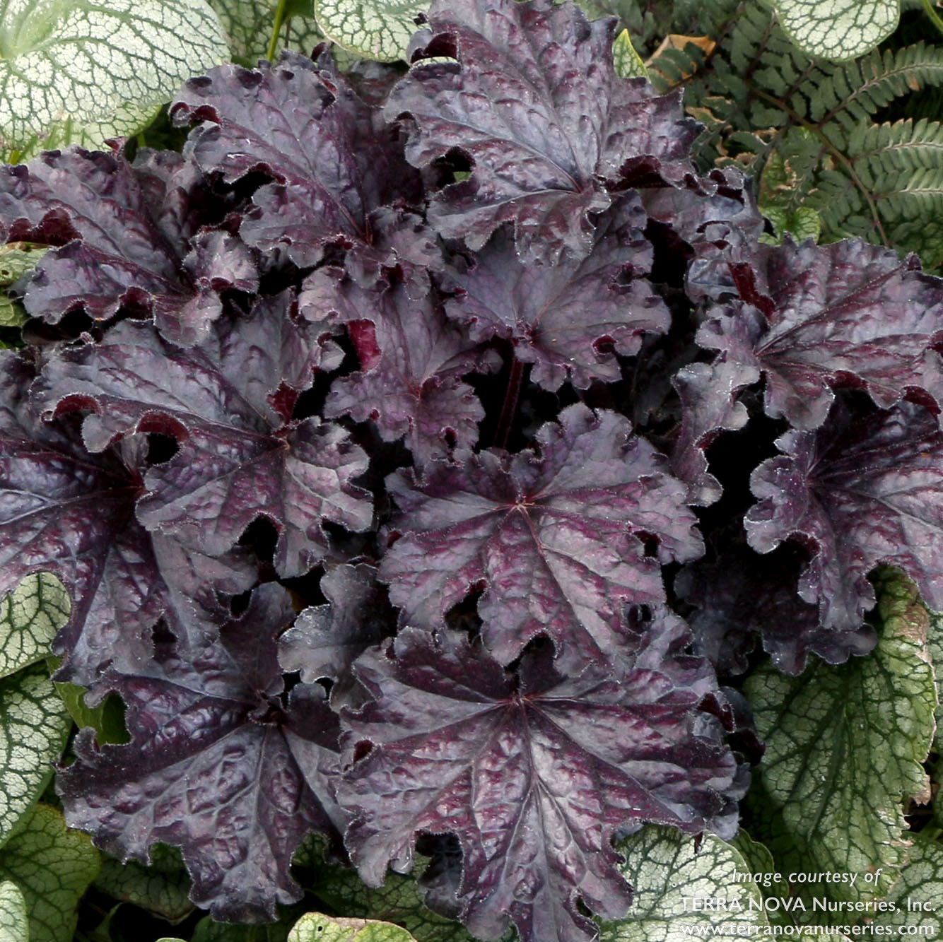 Heuchera Forever Midnight 1gal CF