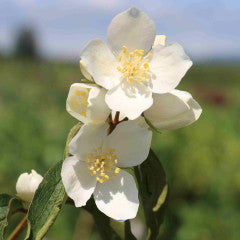 Philadelphus Blizzard 1gal Mock Orange