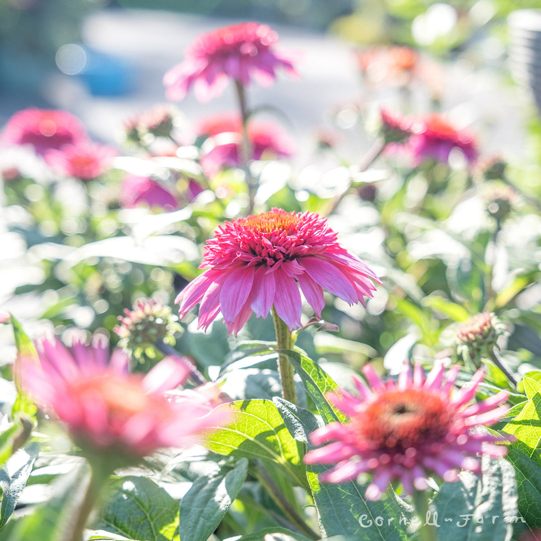 double scoop echinacea seeds Echinacea Double Scoop Watermelon Deluxe Qrt. CF – Cornell Farm