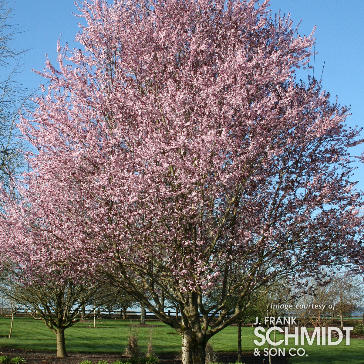 Prunus Krauter Vesuvius 15gal, Ornamental Purple Leaf Plum 1.5in