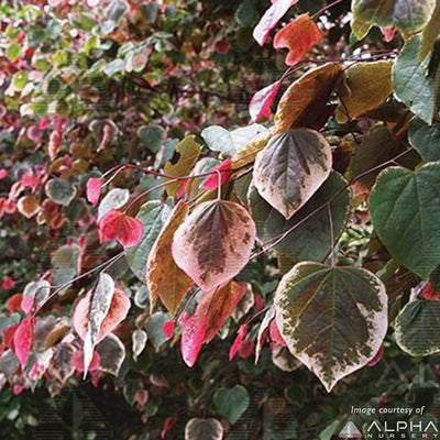 Cercis c. Carolina Sweetheart 7gal Redbud