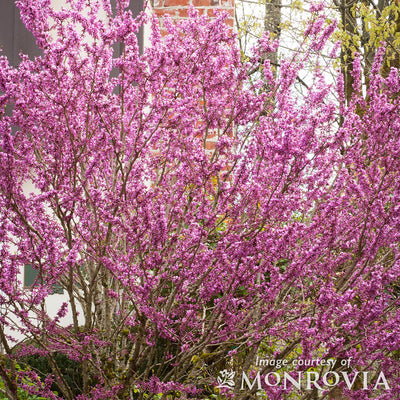 Cercis chin. Avondale 5gal Redbud