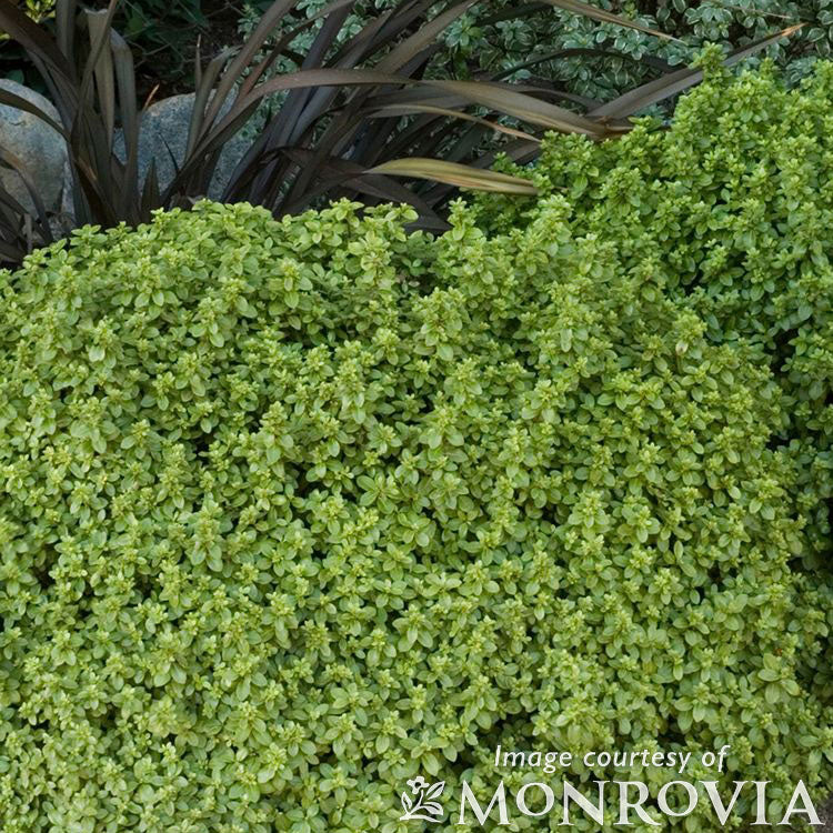 Pittosporum ten Golf Ball 3gal