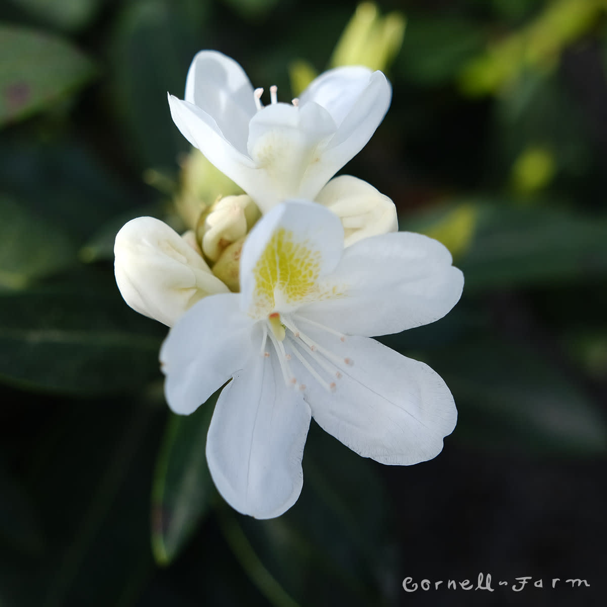 Rhododendron Chionoides 30-36in, white