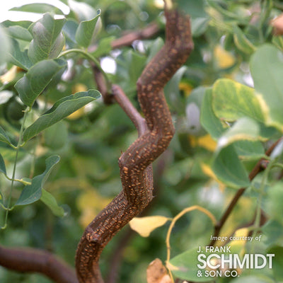 Robinia p. Lace Lady Twisty Baby 7gal