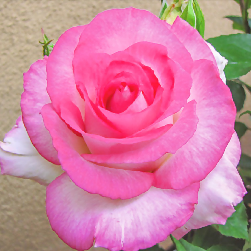 Rose Angelic Veil 5gal Hybrid Tea