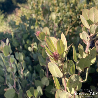 Arctostaphylos columbiana 1gal. Hairy Manzanita