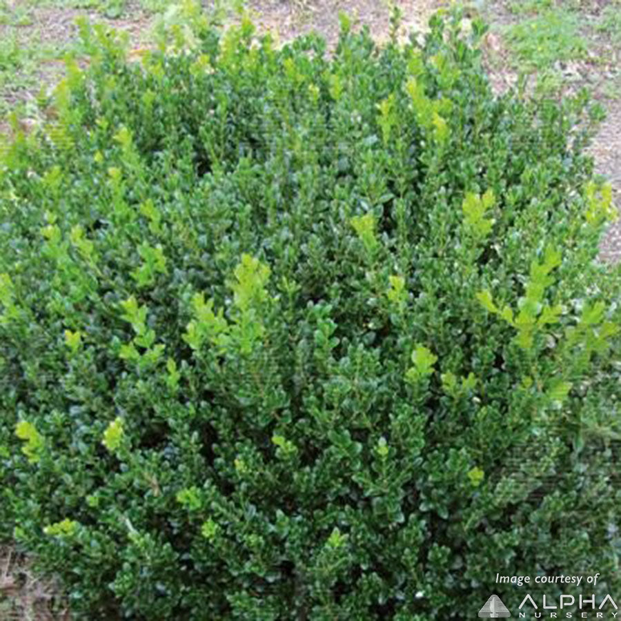 Buxus micro. Little Missy 2gal Boxwood