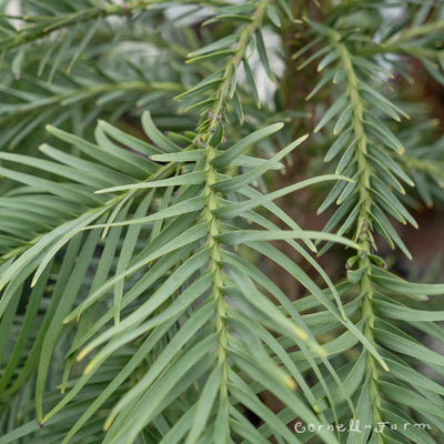 Wollemia nobilis 6gal Wollemi Pine