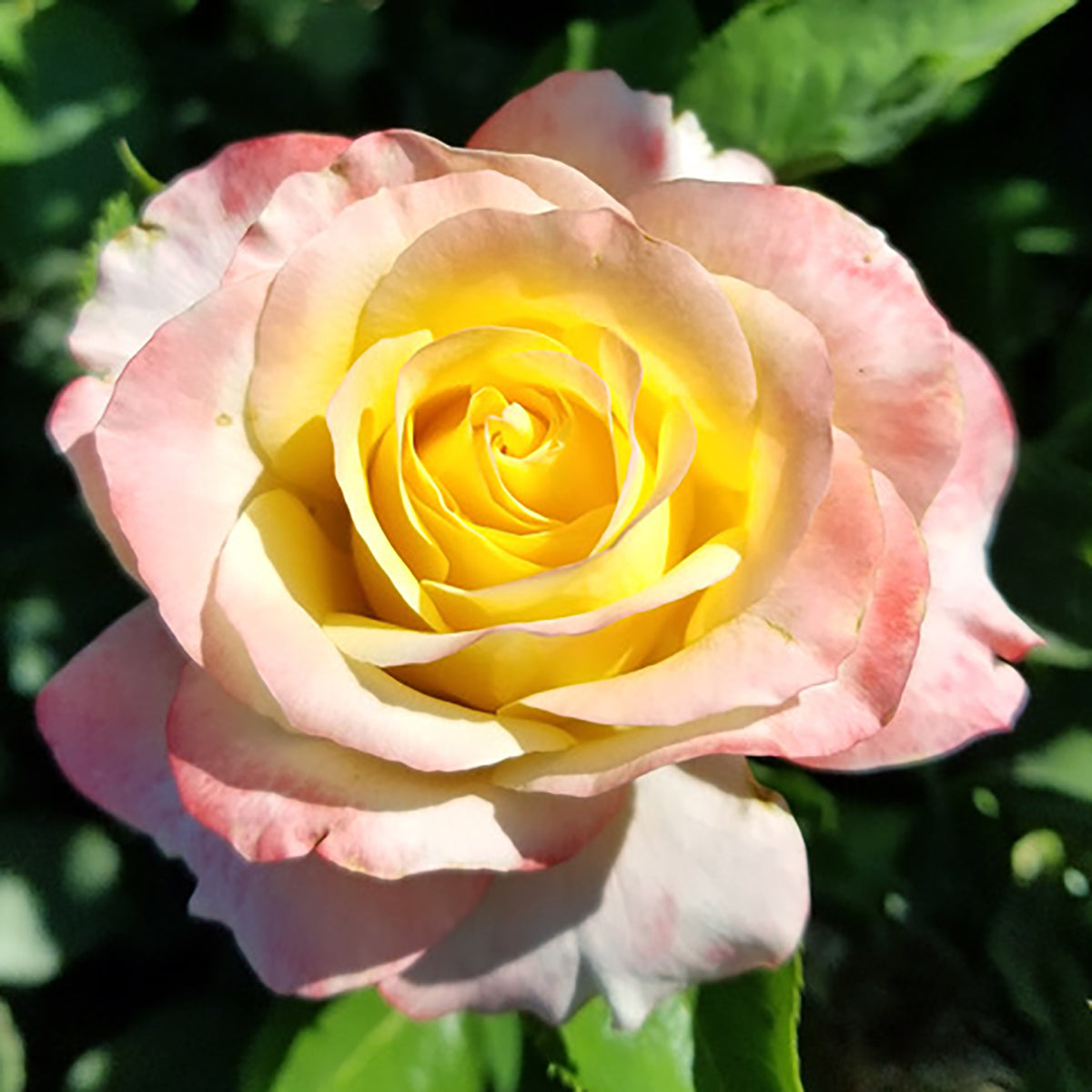 Rose Make Me Blush 5gal Hybrid Tea