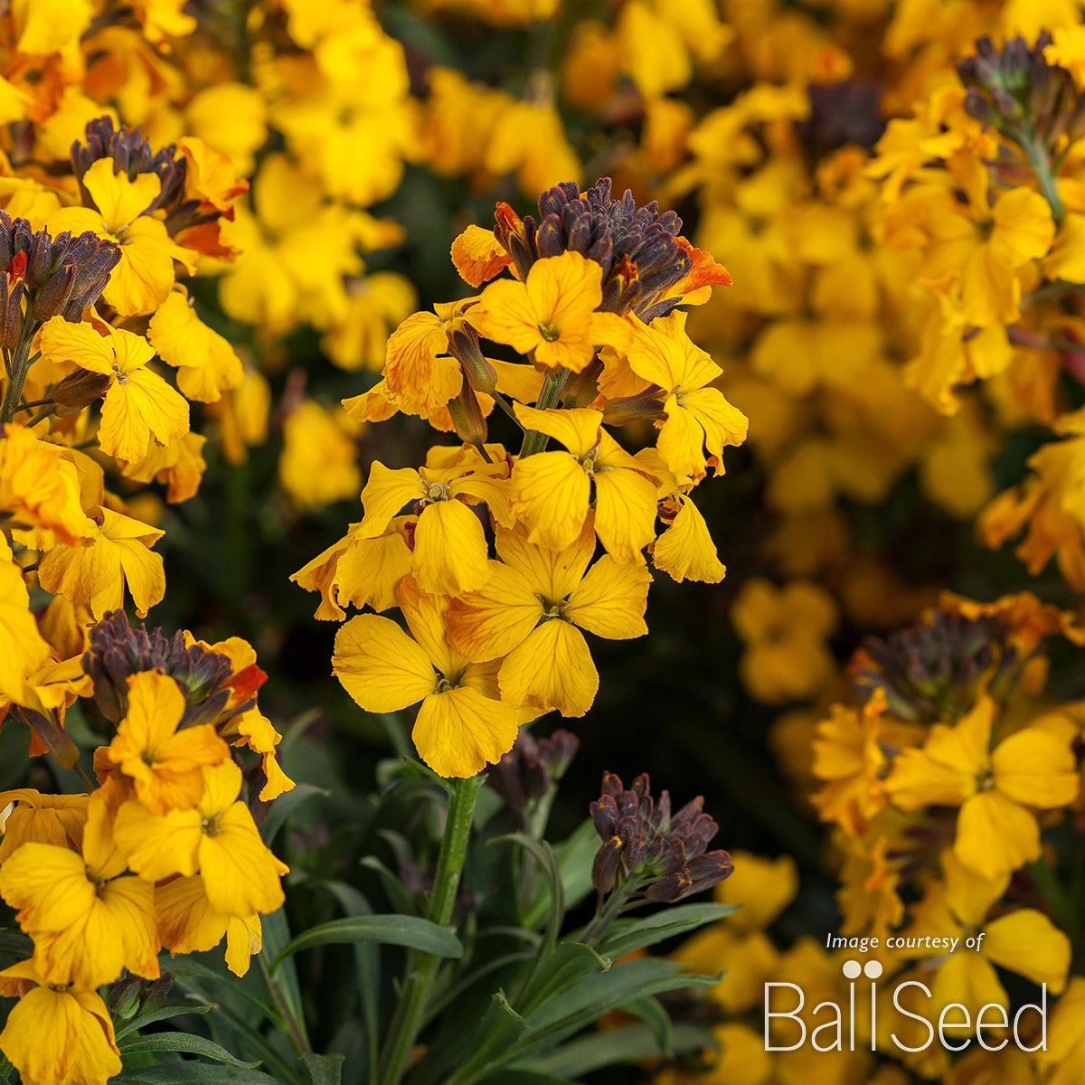 Erysimum Erysistible Yellow 1gal CF