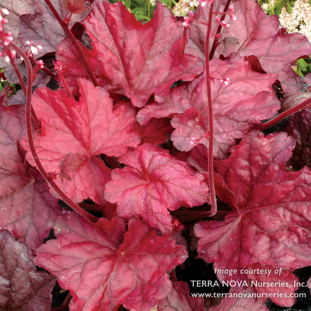 Heuchera Fire Chief Qrt CF – Cornell Farm