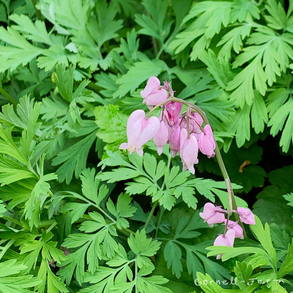 Dicentra formosa 4in Bleeding Heart