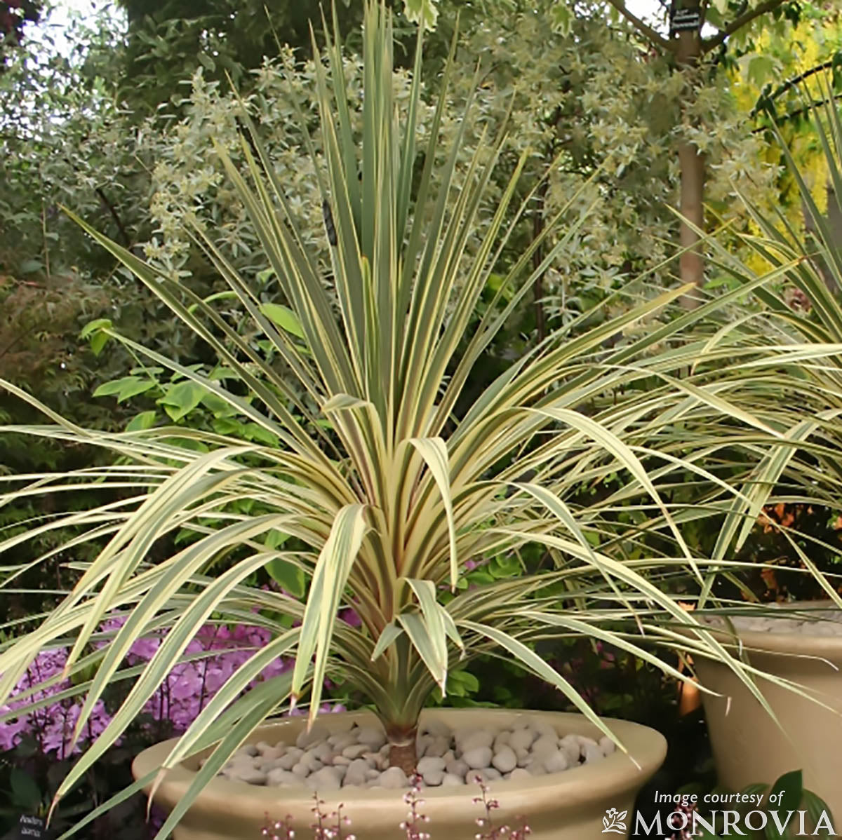 Cordyline Torbay Dazzler 2gal