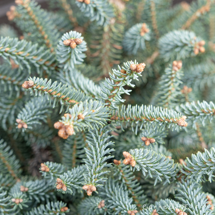 Abies pinsapo Horstmann's 6gal Dwarf Spanish Fir – Cornell Farm
