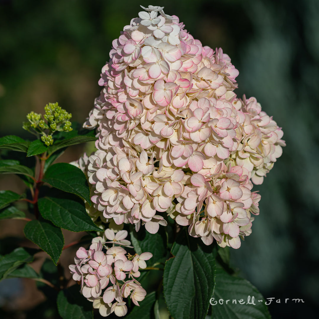 Shrubs - Hydrangeas – Page 2 – Cornell Farm