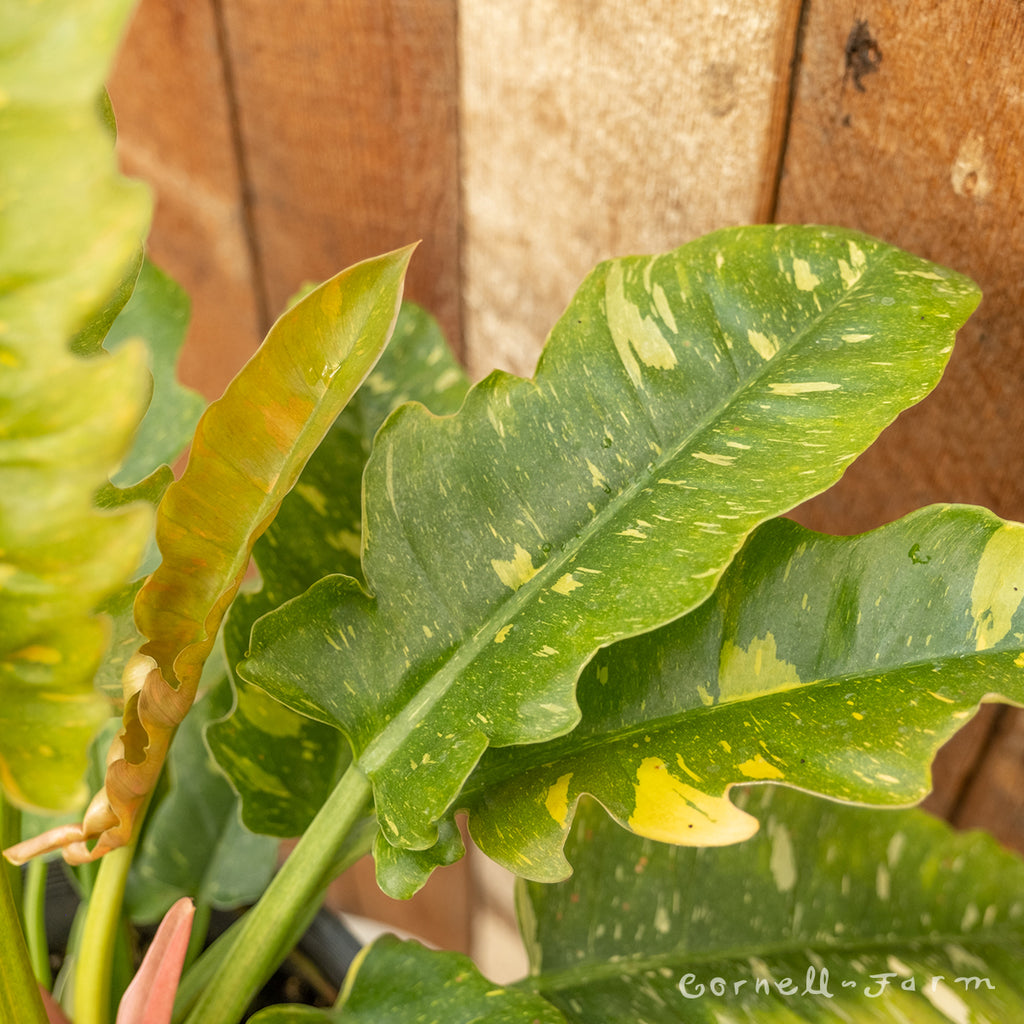 variegated ring of fire philodendron Philodendron Ring of Fire 2gal