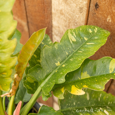 Philodendron Ring of Fire 2gal