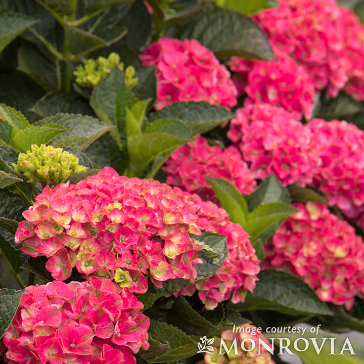 Hydrangea m. Martha's Vineyard 2gal Seaside Serenade – Cornell Farm