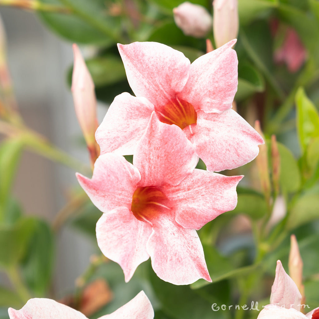 Mandevilla Sun Parasol Original