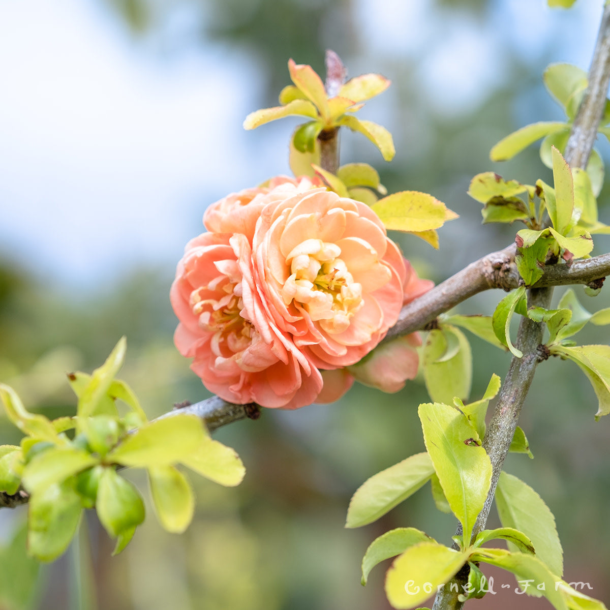 Chaenomeles Cameo 5gal Flowering Quince