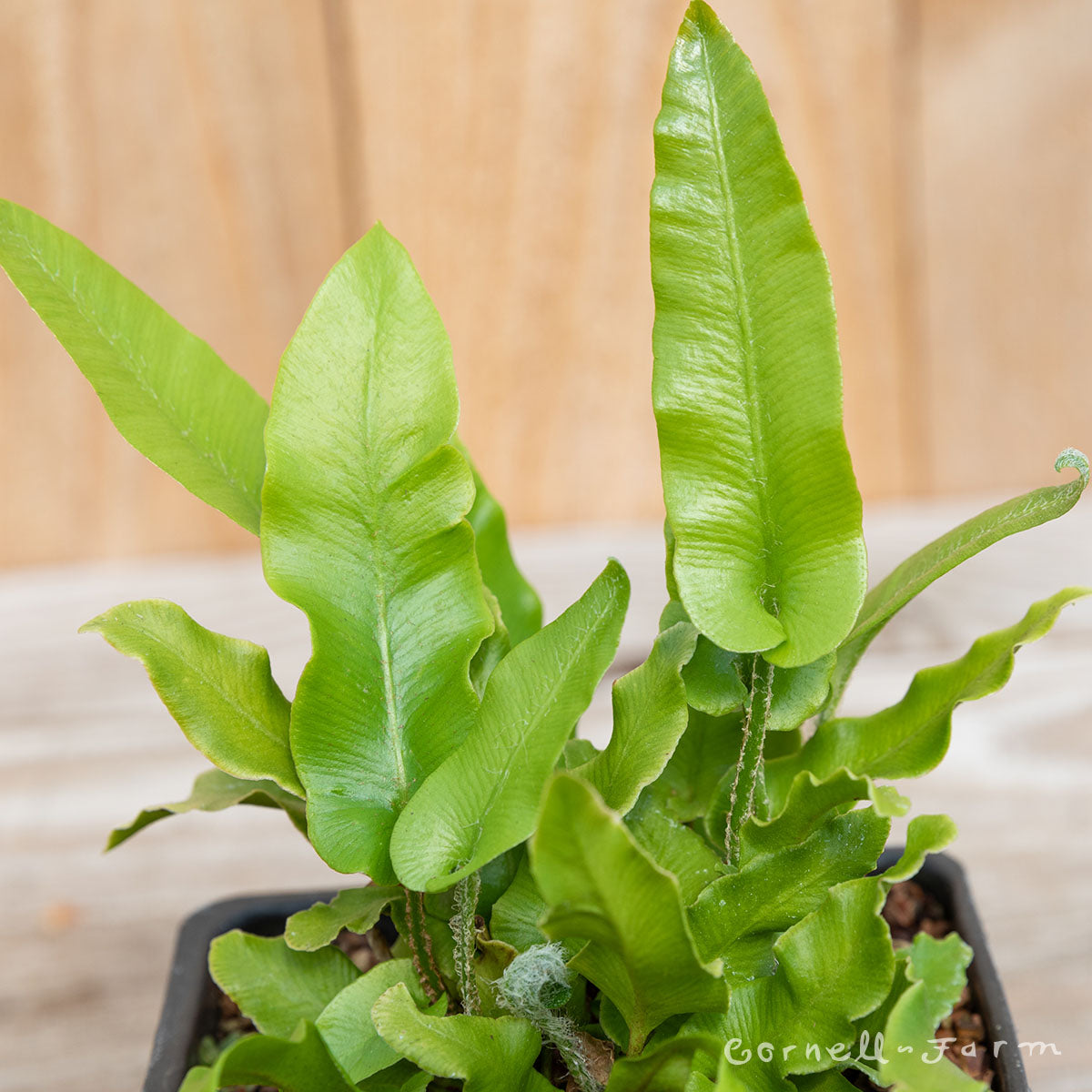 Asplenium s. Hart's Tongue 1gal Fern