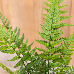 Polystichum tsus-simense Qrt. Korean Rock Fern